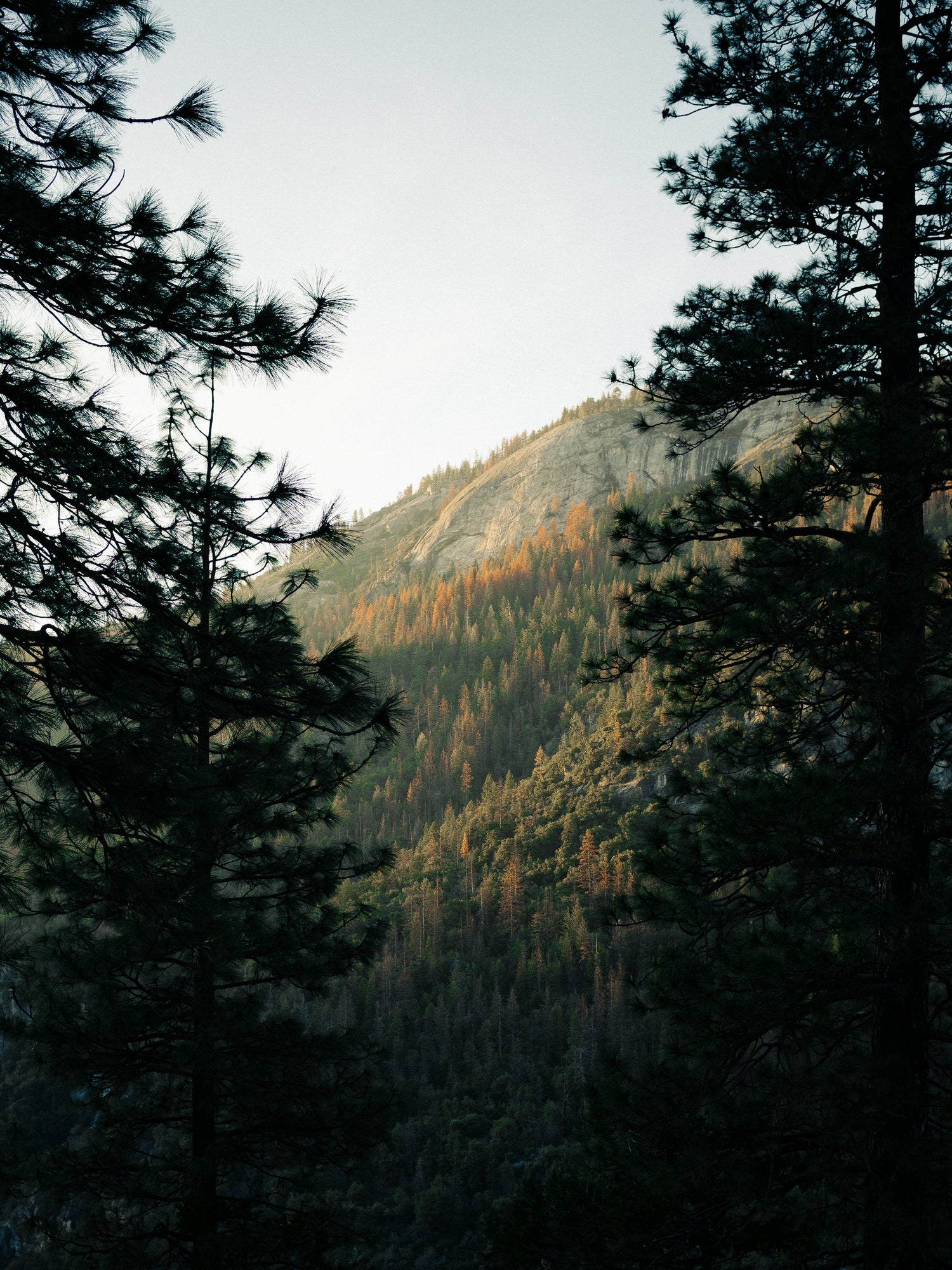Blick durch hohe, dunkle Bäume auf einen bewaldeten Berg bei Sonnenuntergang.