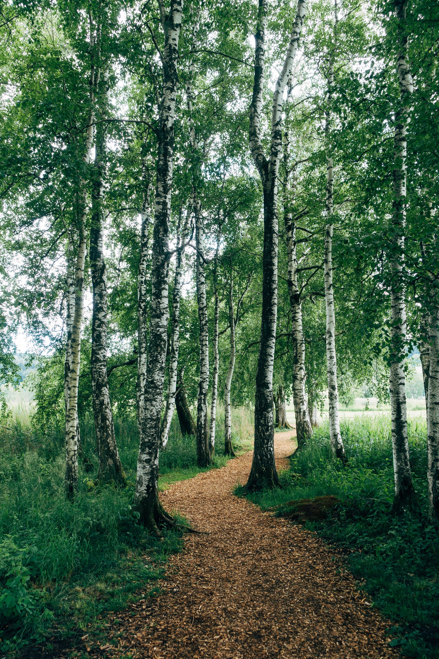 Ein schmaler Waldweg führt durch einen lichten Birkenwald mit dichtem grünen Laub.